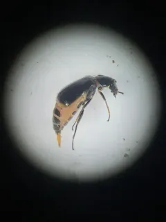 Attalus terminalis thumbnail 2