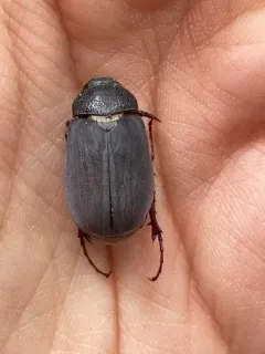 Phyllophaga prunina thumbnail 2