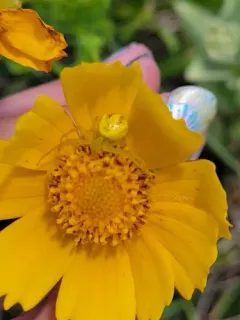 Swift Crab Spider thumbnail 2