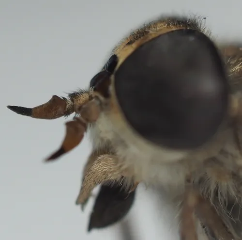 Orange-sided Horse Fly