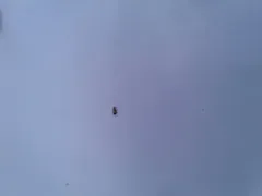Oncopsis flavidorsum thumbnail 4