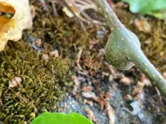 Woolly Apple Aphid thumbnail 2