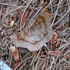 Common Metarranthis Moth thumbnail 2