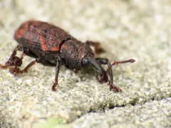 Steremnius tuberosus thumbnail 3