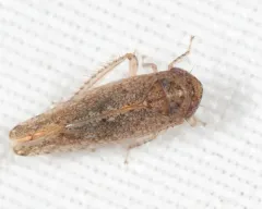 Bespeckled Leafhopper thumbnail 4