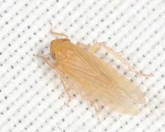 Graminella plana thumbnail 1
