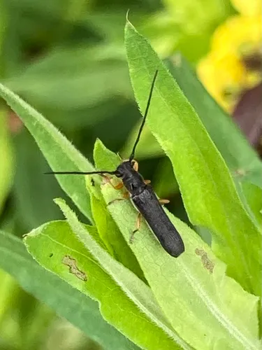 Oberea flavipes