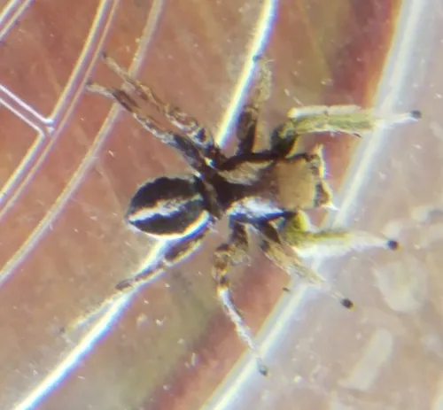 Habronattus jucundus