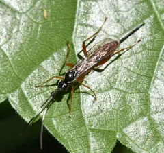 Mesostenus thoracicus thumbnail 2