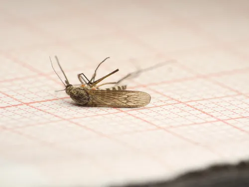 Snow Mosquito