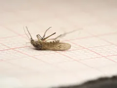 Snow Mosquito thumbnail 1