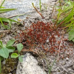 common bladder moss thumbnail 2