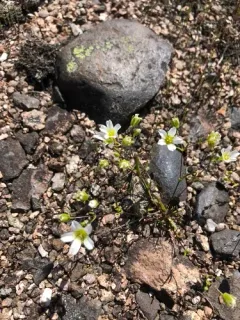 Appalachian sandwort thumbnail 1