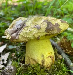 Butyriboletus brunneus thumbnail 2