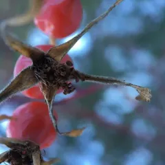 Woods' rose thumbnail 3
