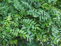 Japanese wisteria thumbnail 3