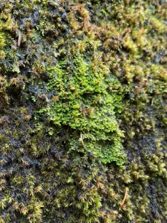 Radula obconica thumbnail 2