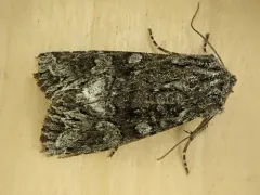 Lacinipolia acutipennis thumbnail 4