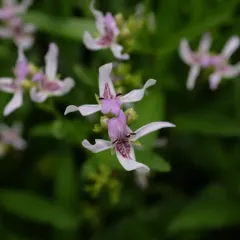 American water-willow thumbnail 3