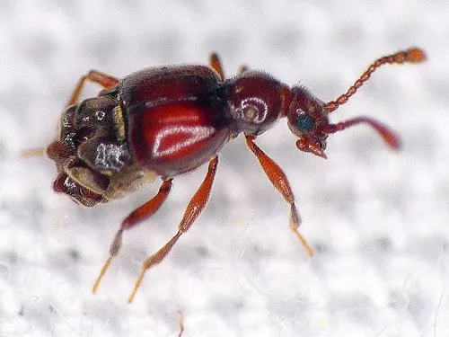Brachygluta abdominalis