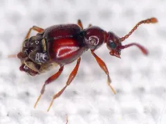 Brachygluta abdominalis thumbnail 1