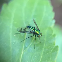 Condylostylus occidentalis thumbnail 4