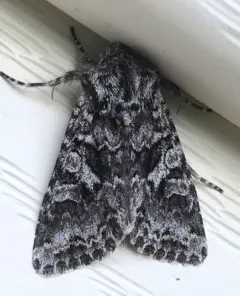 Sutrina Moth thumbnail 4