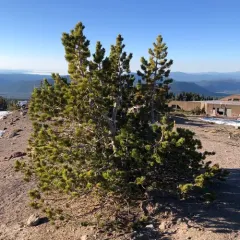 Whitebark Pine thumbnail 4