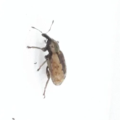 Alfalfa Weevil