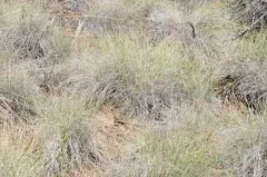 Valais Fescue thumbnail 4