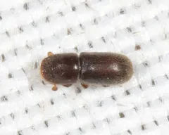 Pseudopityophthorus minutissimus thumbnail 1