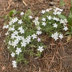 flowery phlox thumbnail 2