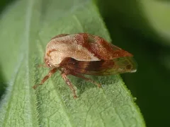 Cyrtolobus acuminatus thumbnail 2