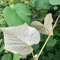 fox grape thumbnail 4