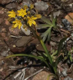 Yellow triteleia thumbnail 2