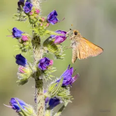 Indian Skipper thumbnail 4