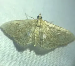 Quebec Anania Moth thumbnail 3