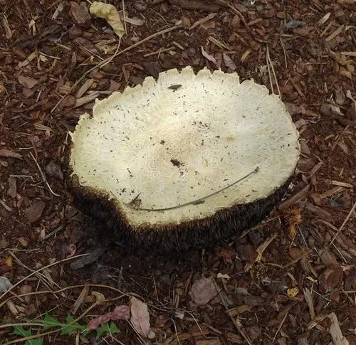 Horse Mushroom
