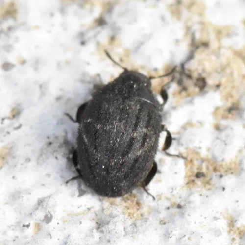 Porcinolus undatus