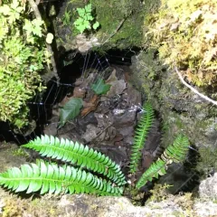 northern holly fern thumbnail 2