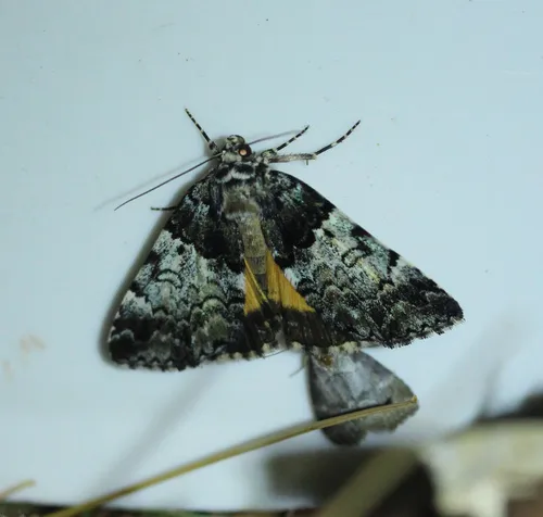False Underwing