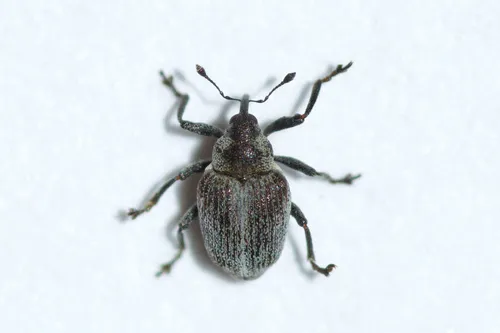 Amalorrhynchus melanarius