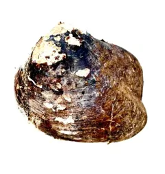 Monkeyface Mussel thumbnail 1
