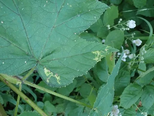 Phytomyza tlingitica
