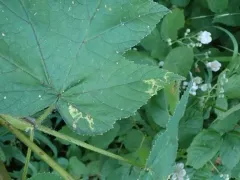 Phytomyza tlingitica thumbnail 1