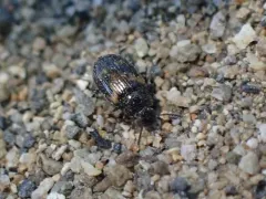 Variegated Darkling Beetle thumbnail 2