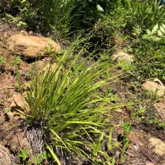 Slim-leaf Witchgrass thumbnail 4