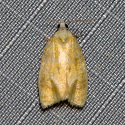 Oak Leafshredder Moth