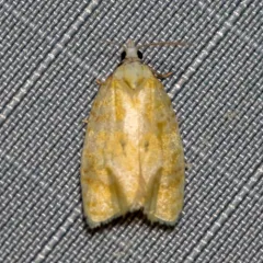 Oak Leafshredder Moth thumbnail 1