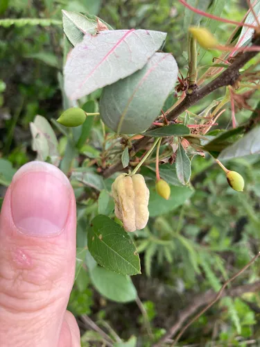 Taphrina flavorubra